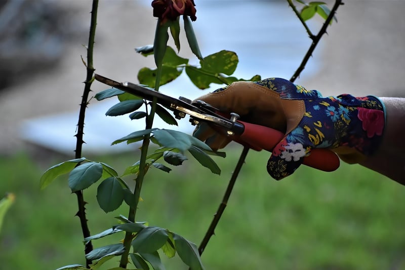 Pixie Dust Pruning