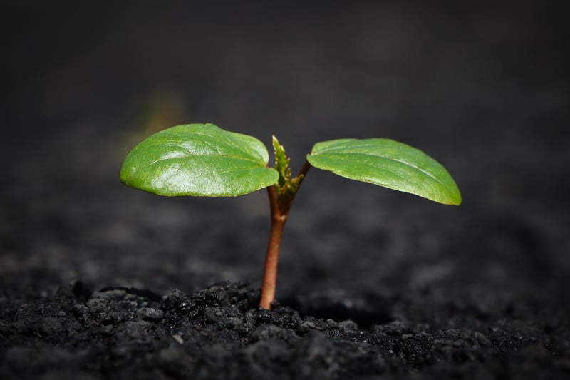 Sorcery Soil Mixes