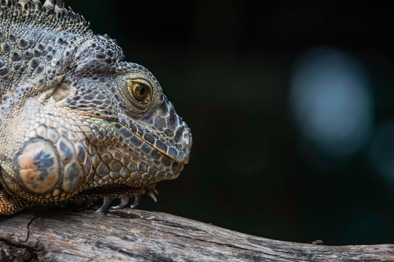 Dragon in Garden